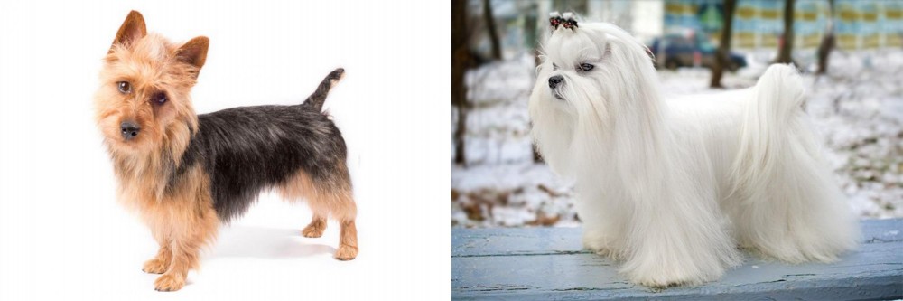 Maltese vs Australian Terrier - Breed Comparison