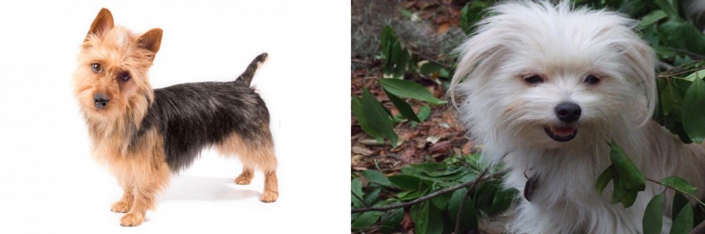 Malti-Pom vs Australian Terrier - Breed Comparison