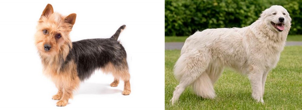 Maremma Sheepdog vs Australian Terrier - Breed Comparison