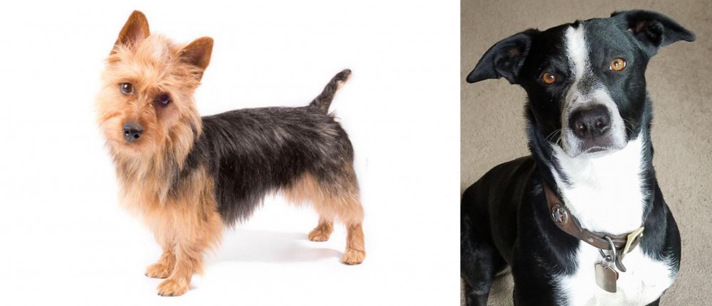 McNab vs Australian Terrier - Breed Comparison
