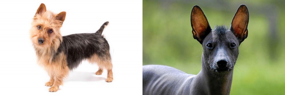 Mexican Hairless vs Australian Terrier - Breed Comparison