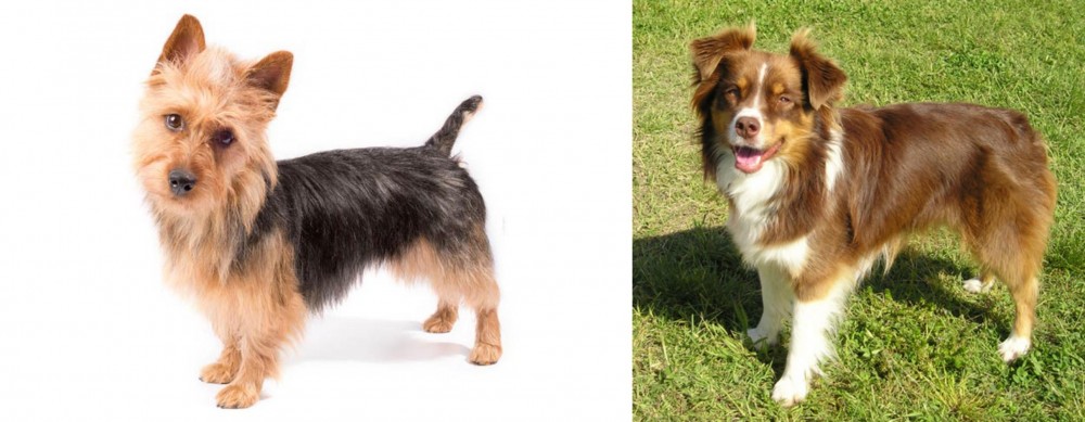 Miniature Australian Shepherd vs Australian Terrier - Breed Comparison