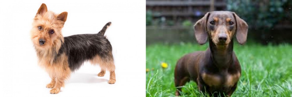 Miniature Dachshund vs Australian Terrier - Breed Comparison