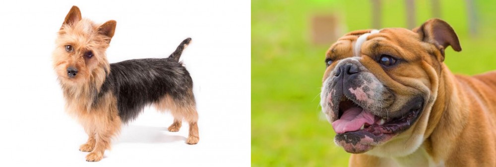 Miniature English Bulldog vs Australian Terrier - Breed Comparison