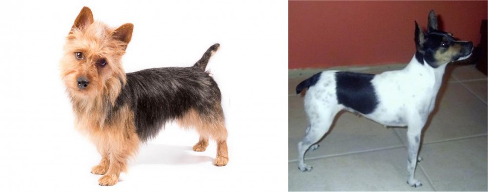 Miniature Fox Terrier vs Australian Terrier - Breed Comparison