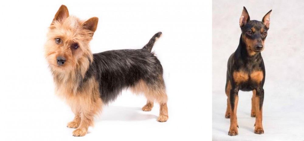 Miniature Pinscher vs Australian Terrier - Breed Comparison