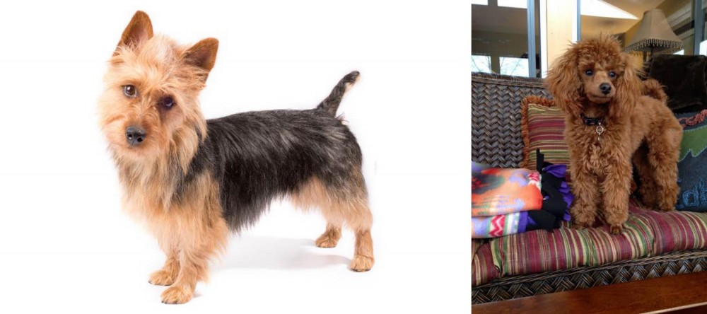 Miniature Poodle vs Australian Terrier - Breed Comparison