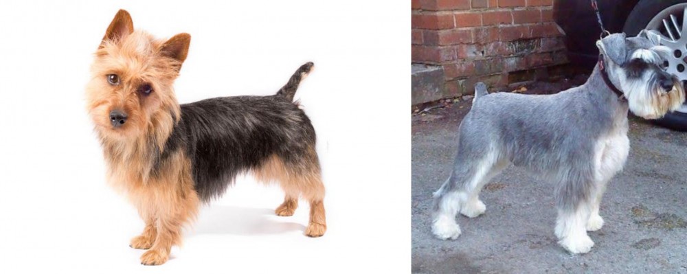 Miniature Schnauzer vs Australian Terrier - Breed Comparison