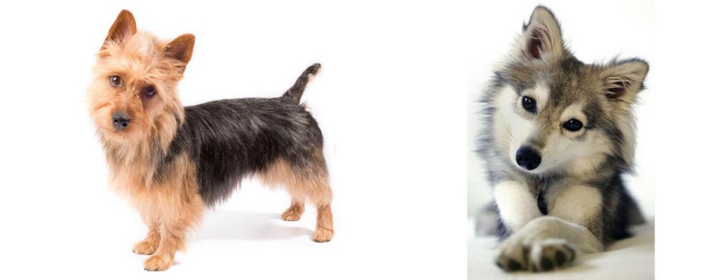 Miniature Siberian Husky vs Australian Terrier - Breed Comparison