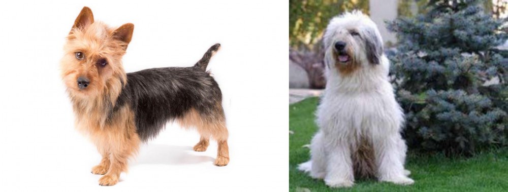 Mioritic Sheepdog vs Australian Terrier - Breed Comparison