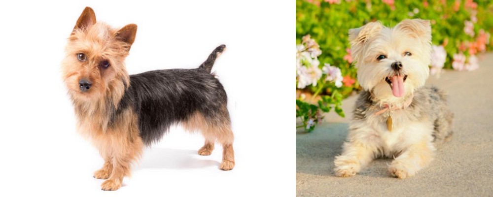 Morkie vs Australian Terrier - Breed Comparison