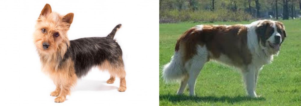 Moscow Watchdog vs Australian Terrier - Breed Comparison