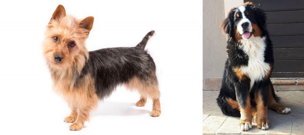 Mountain Burmese vs Australian Terrier - Breed Comparison