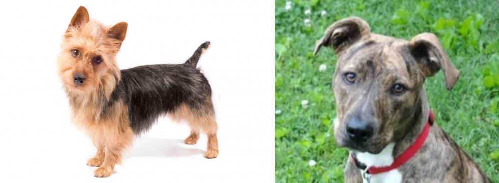 Mountain Cur vs Australian Terrier - Breed Comparison