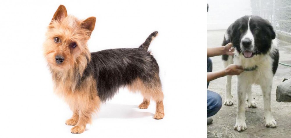 Mucuchies vs Australian Terrier - Breed Comparison