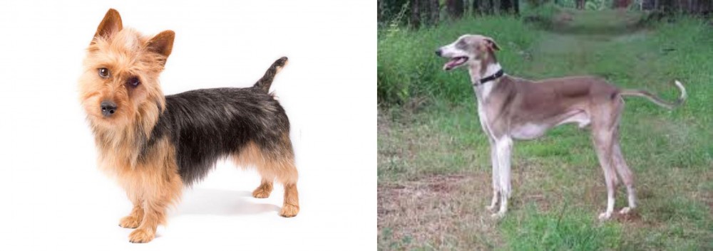 Mudhol Hound vs Australian Terrier - Breed Comparison