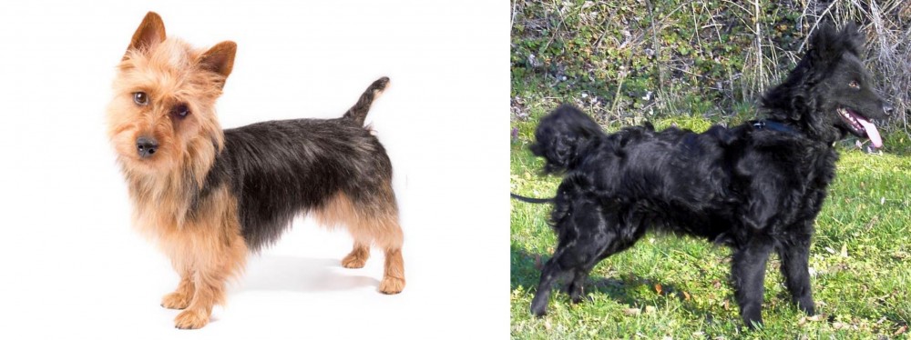 Mudi vs Australian Terrier - Breed Comparison