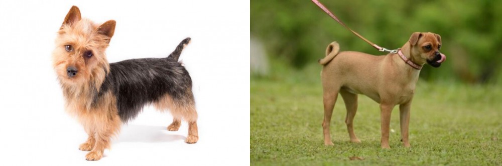 Muggin vs Australian Terrier - Breed Comparison