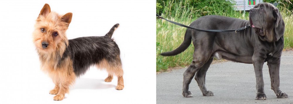 Neapolitan Mastiff vs Australian Terrier - Breed Comparison