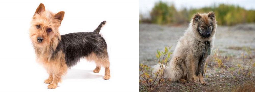 Nenets Herding Laika vs Australian Terrier - Breed Comparison