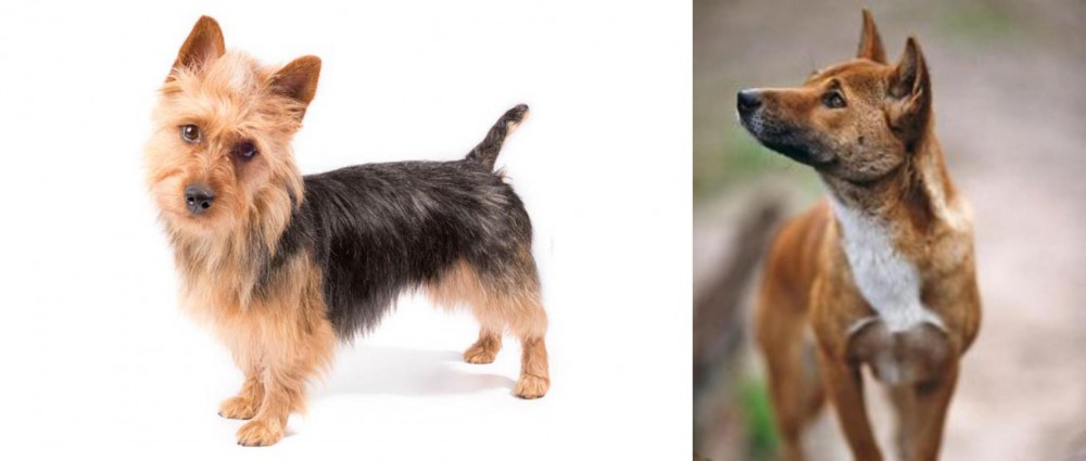 New Guinea Singing Dog vs Australian Terrier - Breed Comparison