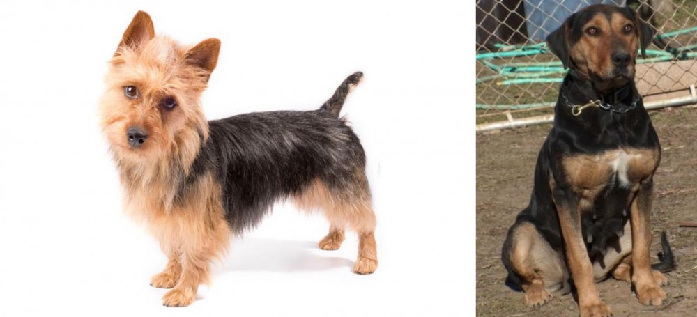 New Zealand Huntaway vs Australian Terrier - Breed Comparison