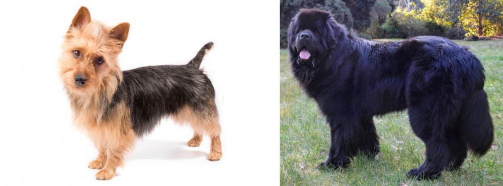 Newfoundland Dog vs Australian Terrier - Breed Comparison