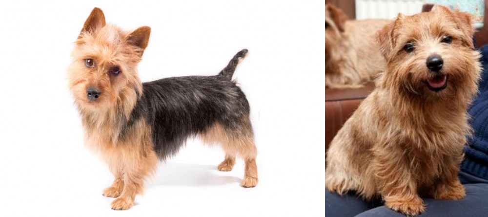 Norfolk Terrier vs Australian Terrier - Breed Comparison