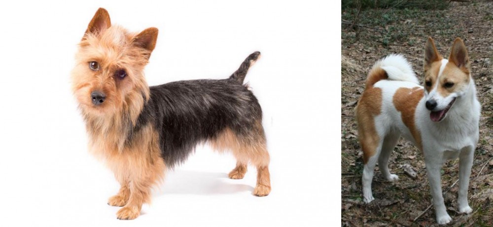 Norrbottenspets vs Australian Terrier - Breed Comparison