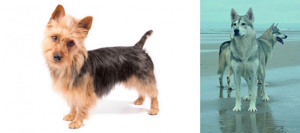 Northern Inuit Dog vs Australian Terrier - Breed Comparison