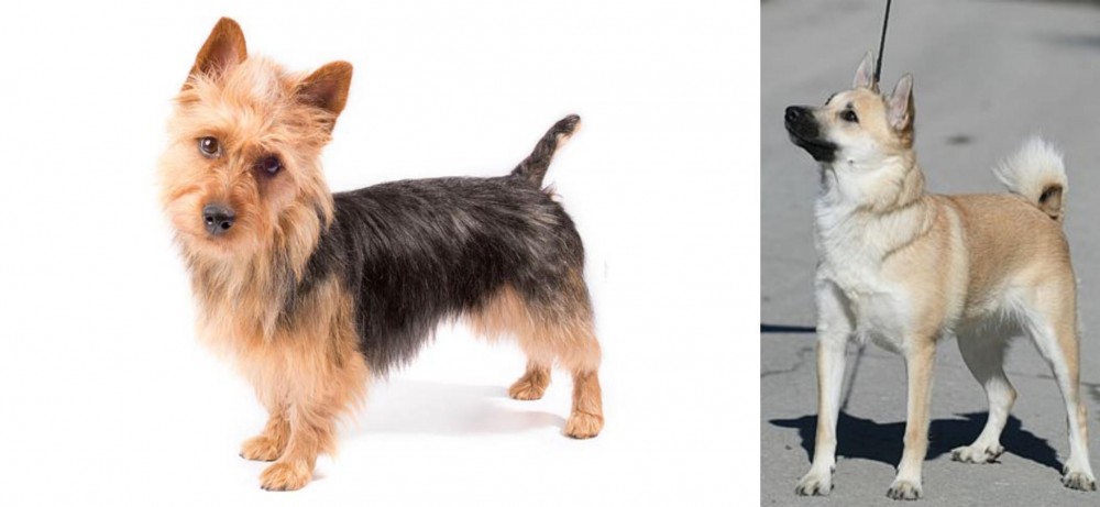 Norwegian Buhund vs Australian Terrier - Breed Comparison