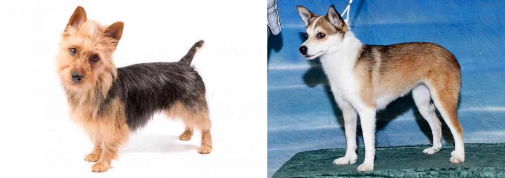 Norwegian Lundehund vs Australian Terrier - Breed Comparison