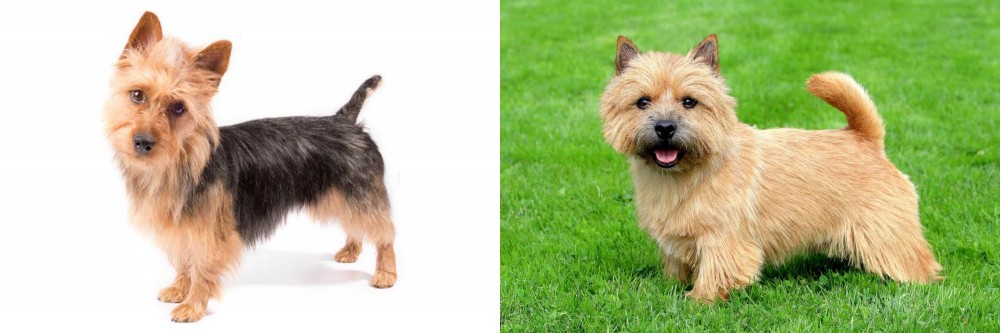 Norwich Terrier vs Australian Terrier - Breed Comparison