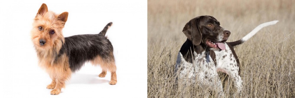 Old Danish Pointer vs Australian Terrier - Breed Comparison
