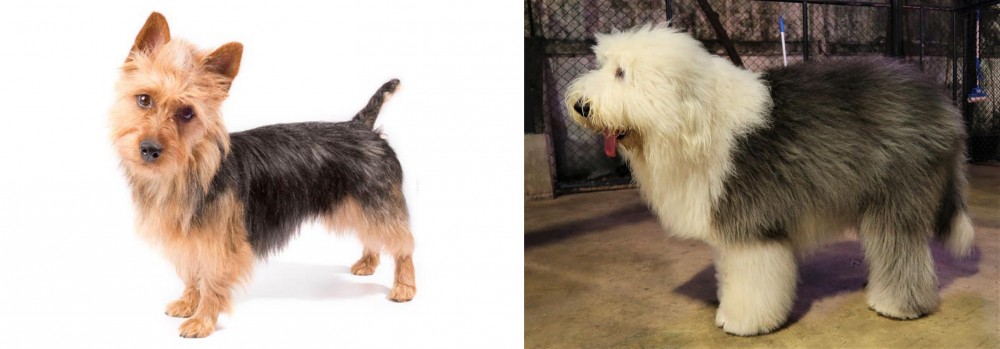 Old English Sheepdog vs Australian Terrier - Breed Comparison