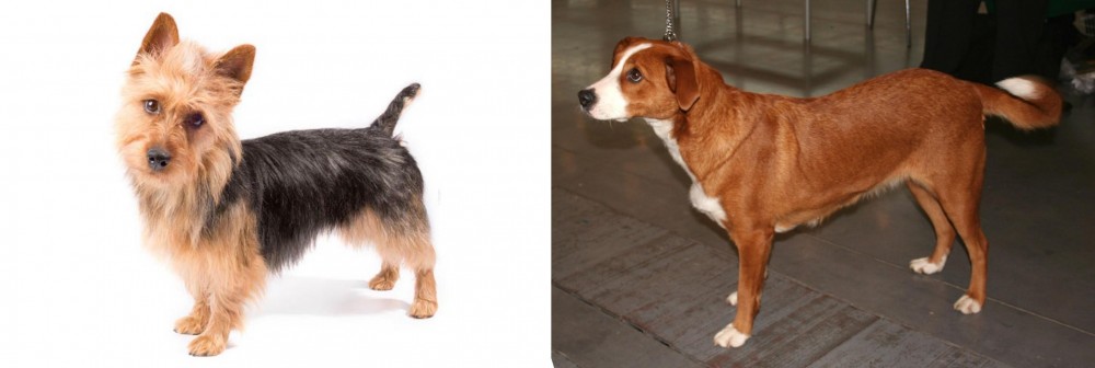 Osterreichischer Kurzhaariger Pinscher vs Australian Terrier - Breed Comparison