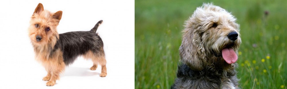 Otterhound vs Australian Terrier - Breed Comparison