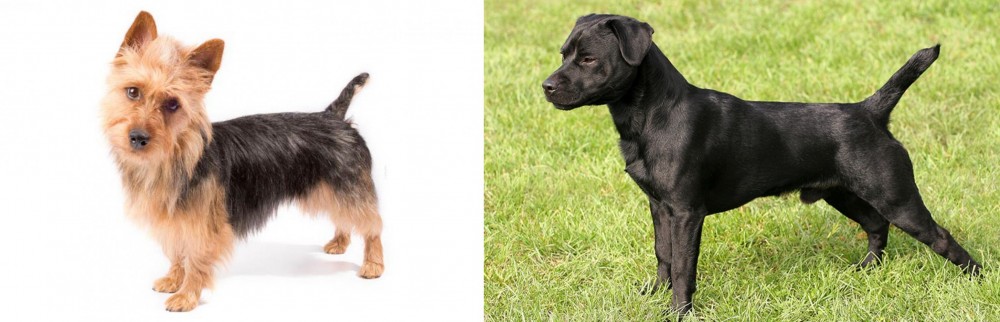 Patterdale Terrier vs Australian Terrier - Breed Comparison