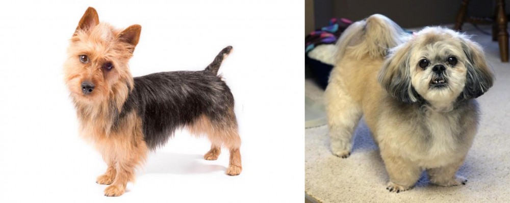 PekePoo vs Australian Terrier - Breed Comparison