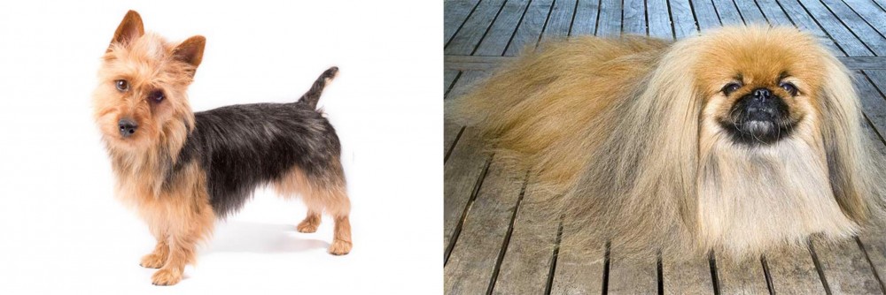 Pekingese vs Australian Terrier - Breed Comparison