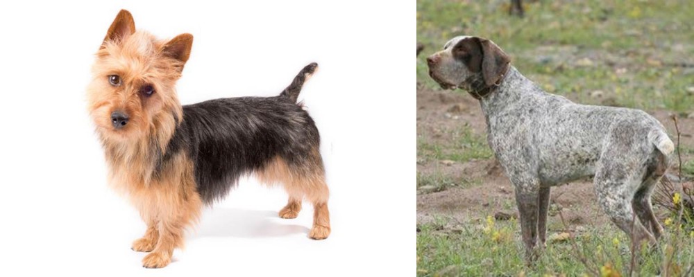 Perdiguero de Burgos vs Australian Terrier - Breed Comparison