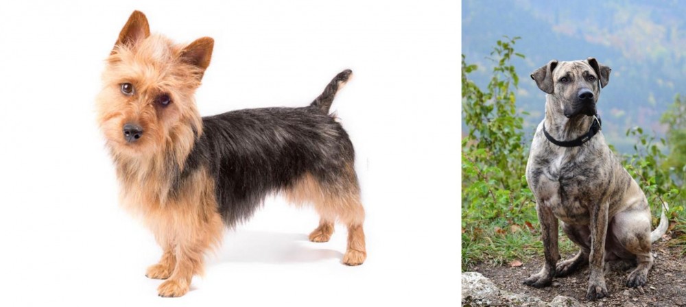 Perro Cimarron vs Australian Terrier - Breed Comparison