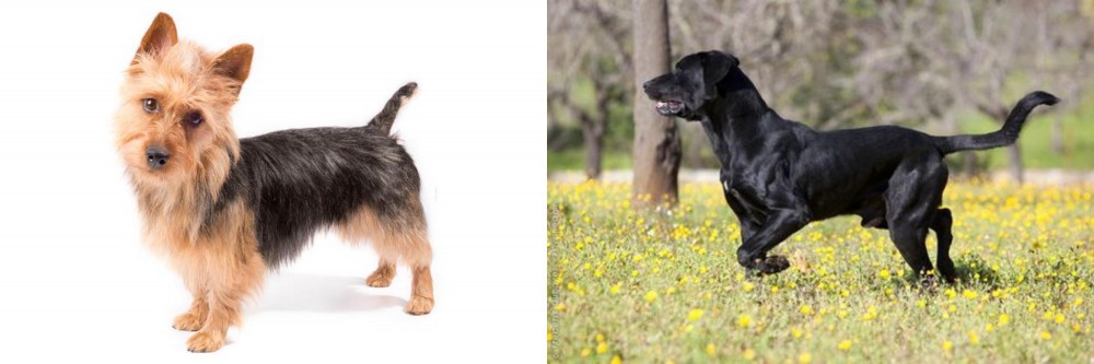 Perro de Pastor Mallorquin vs Australian Terrier - Breed Comparison
