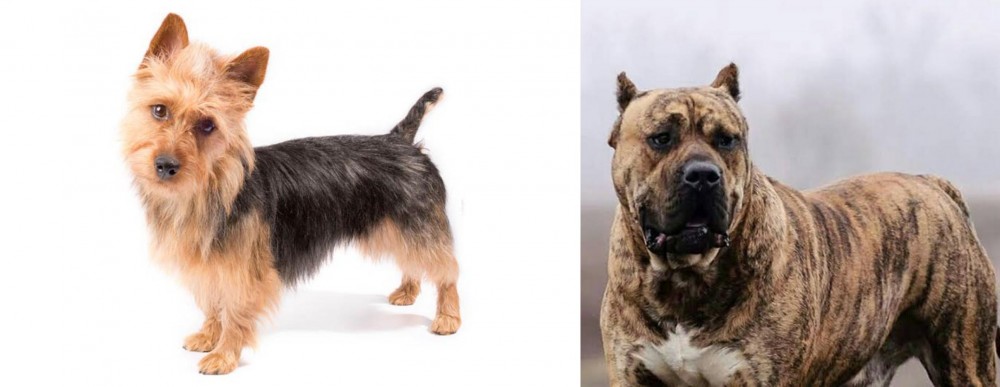 Perro de Presa Canario vs Australian Terrier - Breed Comparison