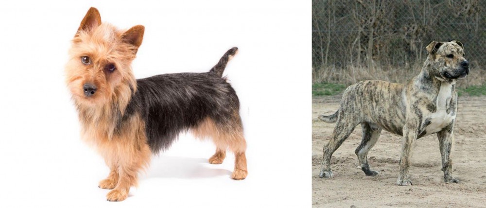 Perro de Presa Mallorquin vs Australian Terrier - Breed Comparison