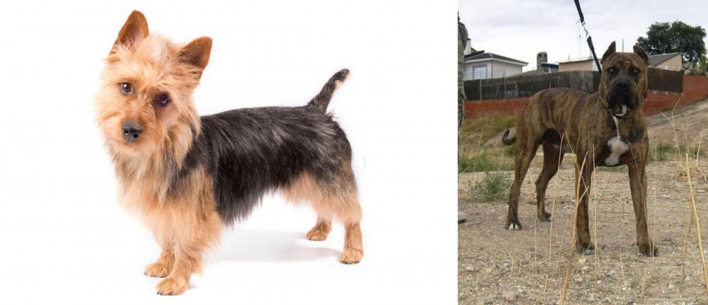 Perro de Toro vs Australian Terrier - Breed Comparison