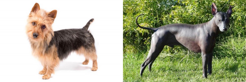 Peruvian Hairless vs Australian Terrier - Breed Comparison