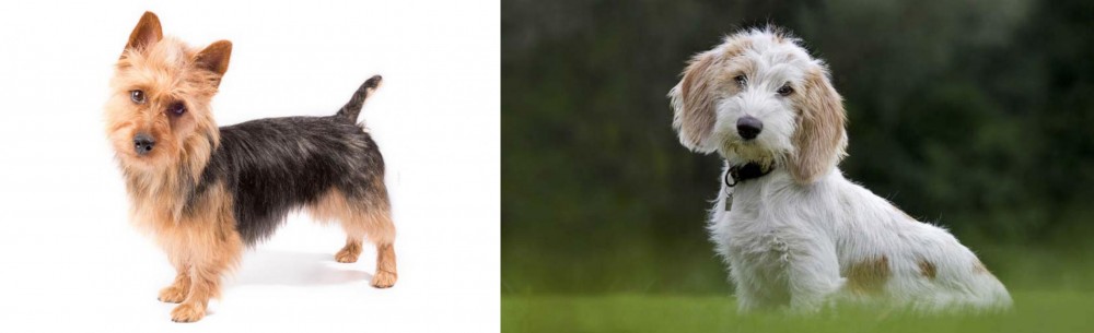 Petit Basset Griffon Vendeen vs Australian Terrier - Breed Comparison
