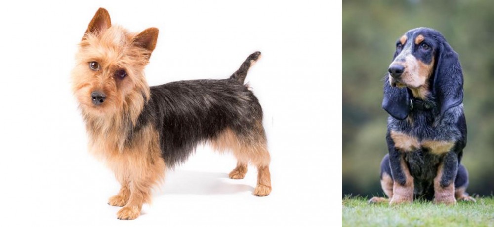 Petit Bleu de Gascogne vs Australian Terrier - Breed Comparison