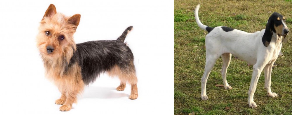 Petit Gascon Saintongeois vs Australian Terrier - Breed Comparison